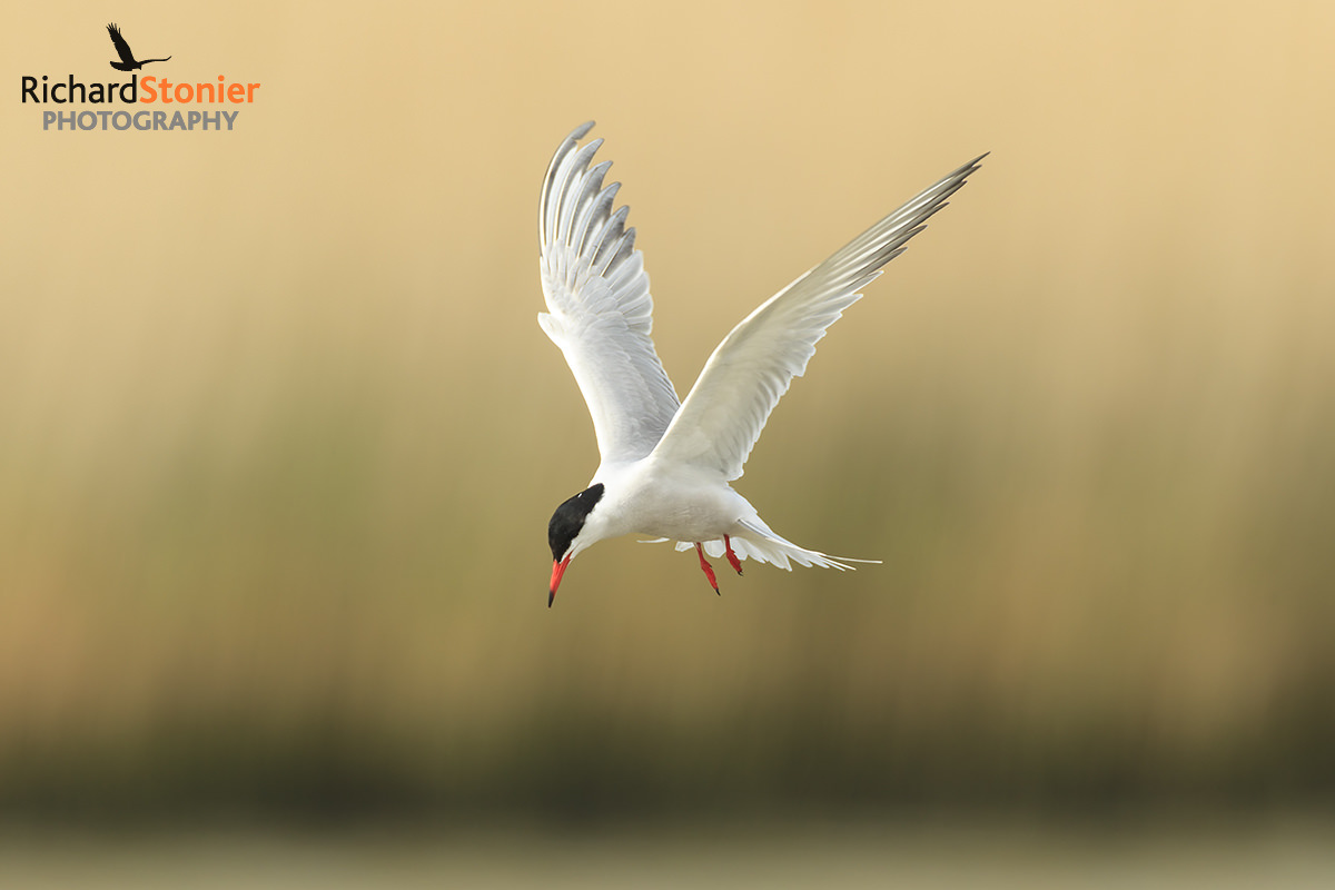 Common Tern Birds Online Website Of Photographer Richard Stonier