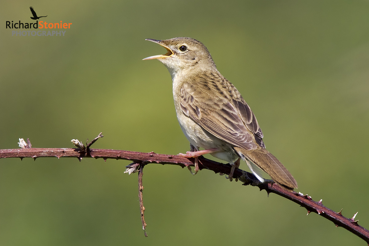 Common Grasshopper Warbler - Birds Online | Website of photographer ...