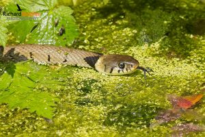 Grass Snake