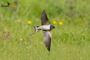 Barn Swallow