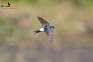 Common House Martin