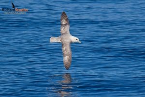 Northern Fulmar