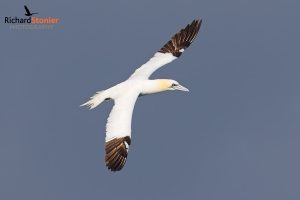 Northern Gannet