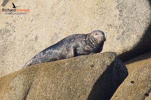 Grey Seal