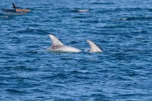 Rissos Dolphin