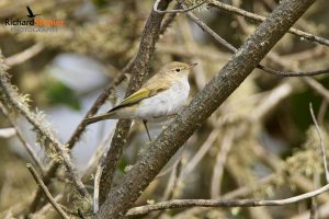 Western Bonelli's Warbler