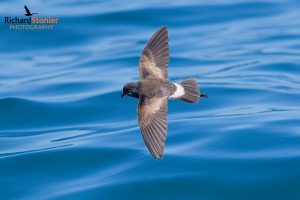 Wilsons Storm Petrel