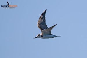 Black Tern