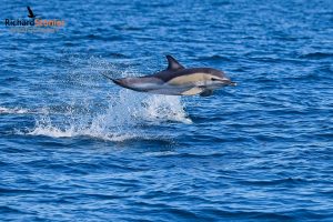 Common Dolphin