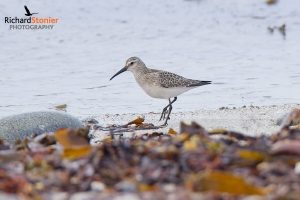 Curlew Sandpiper