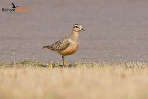 Eurasian Dotterel