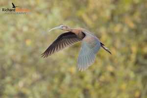 Glossy Ibis