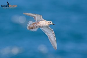 Grey Phalarope