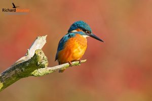 Common Kingfisher
