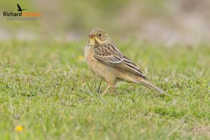 Ortolan Bunting