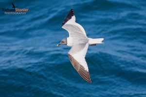 Sabine's Gull