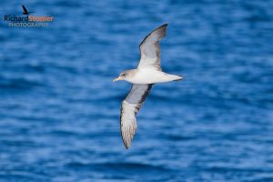 Scopolis Shearwater