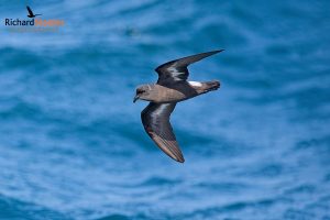 European Storm Petrel