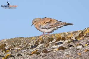 European Turtle Dove