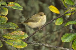 Common Chiffchaff