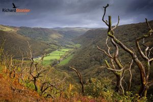 Showcase - Coed Rheidol