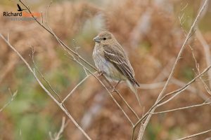 Common Rosefinch