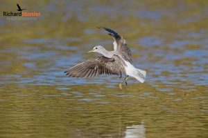 Common Greenshank
