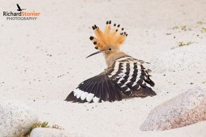 Eurasian Hoopoe