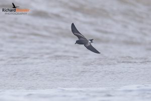 Leach's Storm Petrel