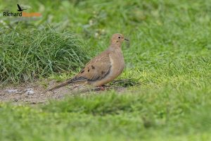 Mourning Dove