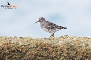 Purple Sandpiper