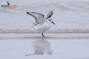 Sanderling