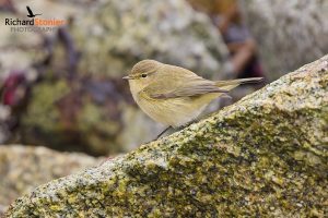 Common Chiffchaff