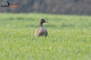 Tundra Bean Goose