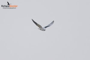 Black Winged Kite