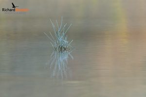 Showcase - Carew Castle 14 (31 Dec 25)