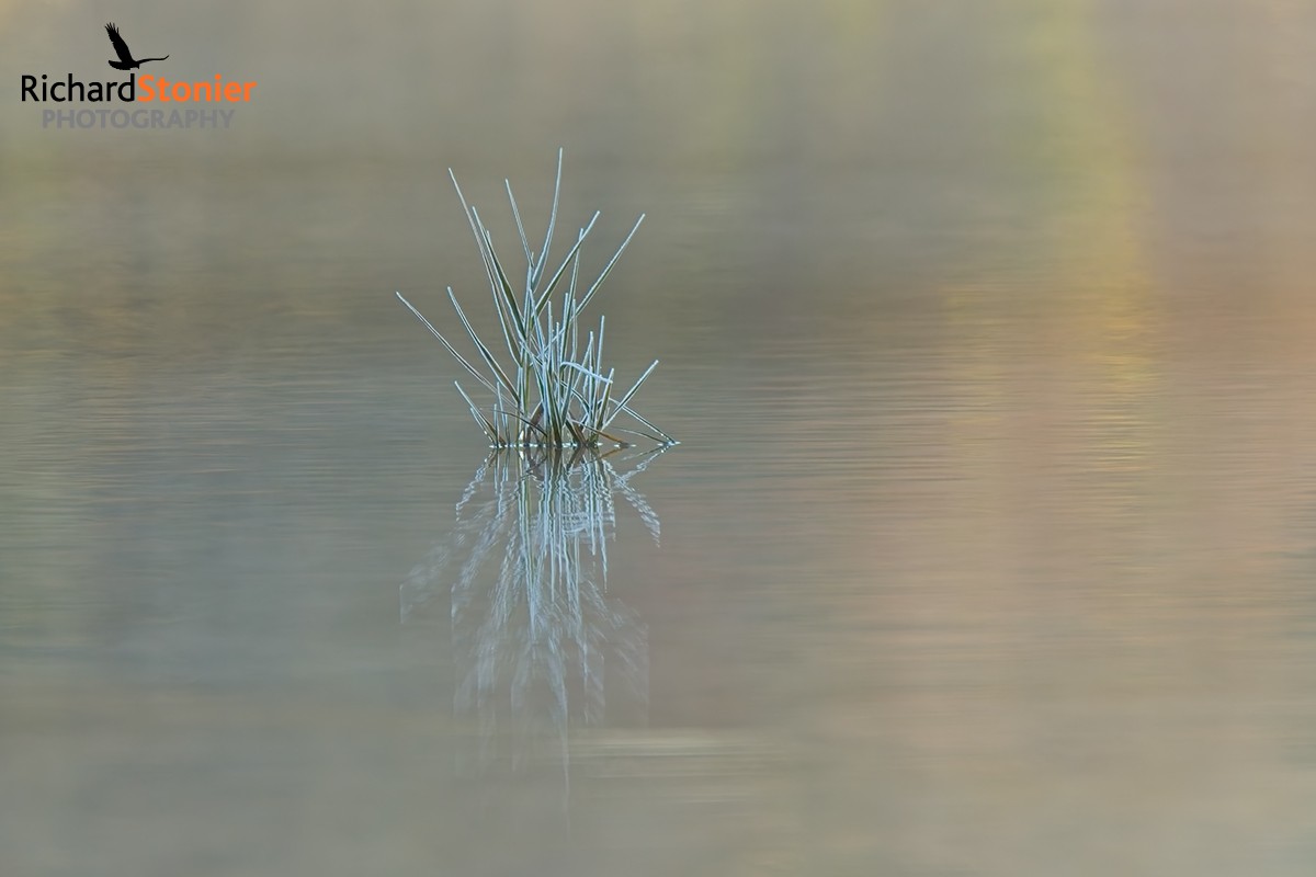 Showcase – Carew Castle 14 (31 Dec 25)