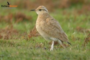 Cream Coloured Courser