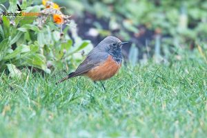 Eastern Black Redstart
