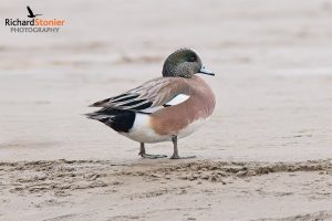 American Wigeon