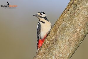 Great Spotted Woodpecker