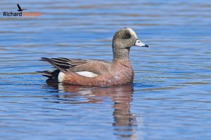 American Wigeon