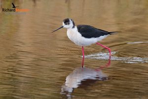 Black Winged Stilt