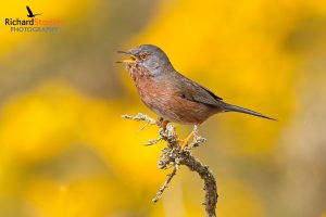 Dartford Warbler