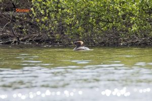 Hooded Merganser