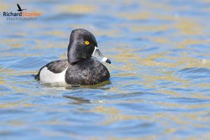 Ring Necked Duck