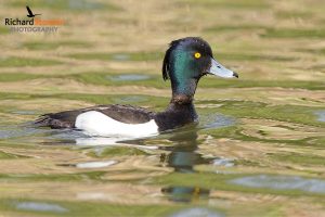 Tufted Duck