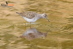 Wood Sandpiper