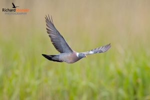 Common Wood Pigeon