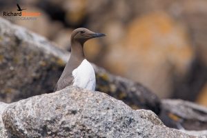 Common Guillemot